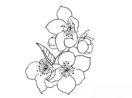 书画联盟丨画一幅杏花白描 简单好学