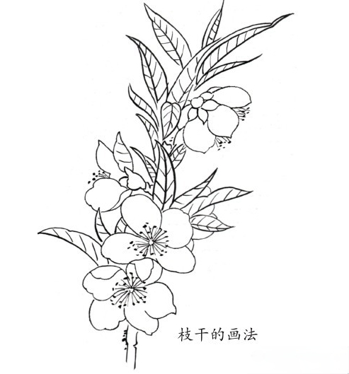 一朵杏花简笔画图片