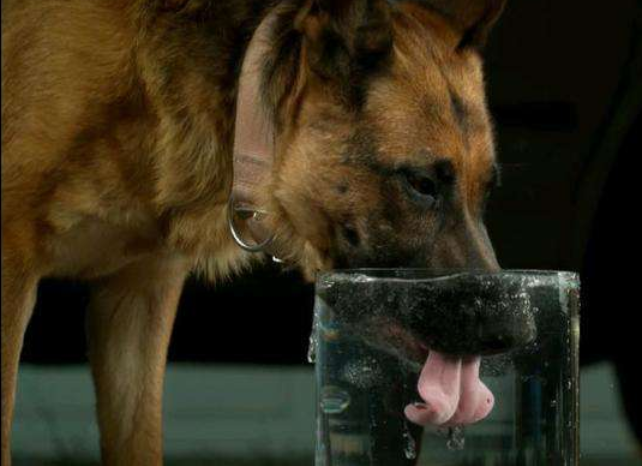 狗喝水是用舌头舔吗?把镜头放慢50倍,网友:涨知识了!_腾讯新闻