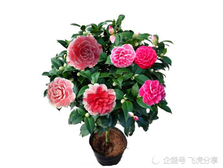 花芽分化|扣水和回水是养花的两大技巧，如不懂，还敢说自己会浇水