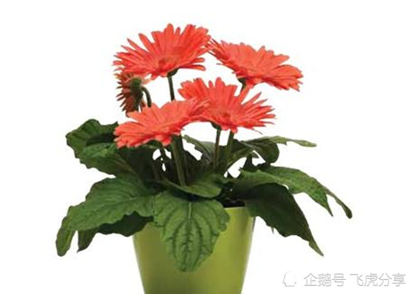 花芽分化|扣水和回水是养花的两大技巧，如不懂，还敢说自己会浇水