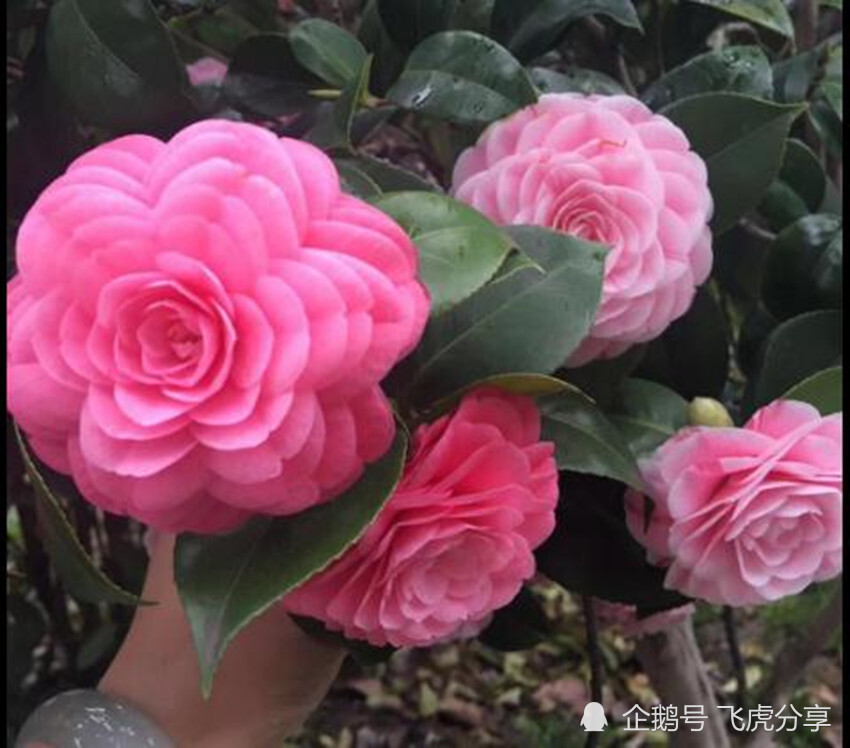 花芽分化|扣水和回水是养花的两大技巧，如不懂，还敢说自己会浇水