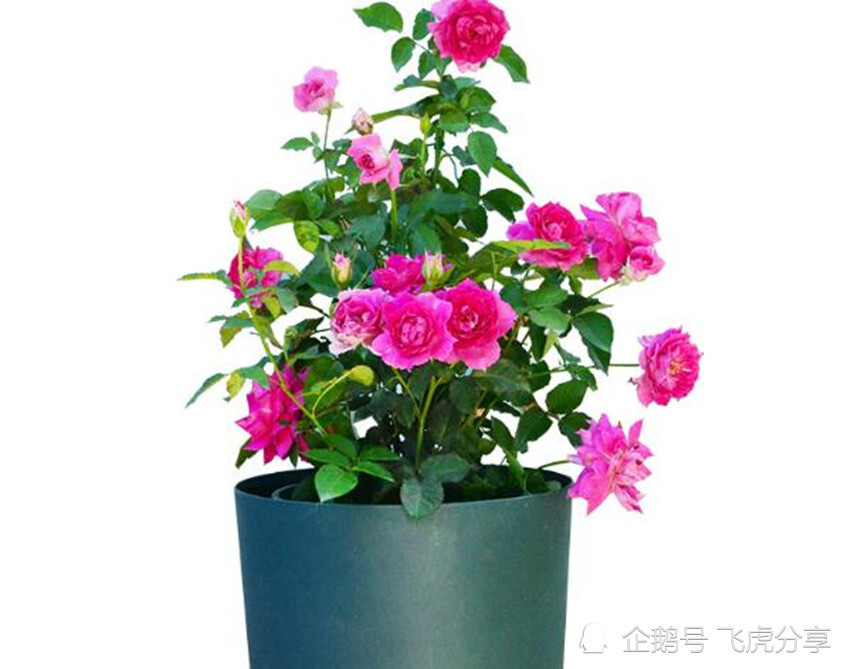 花芽分化|扣水和回水是养花的两大技巧，如不懂，还敢说自己会浇水