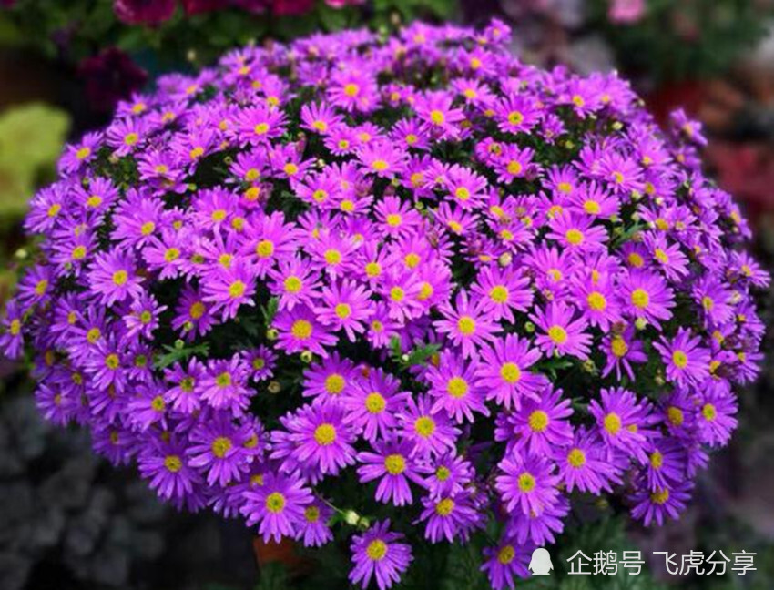 花芽分化|扣水和回水是养花的两大技巧，如不懂，还敢说自己会浇水