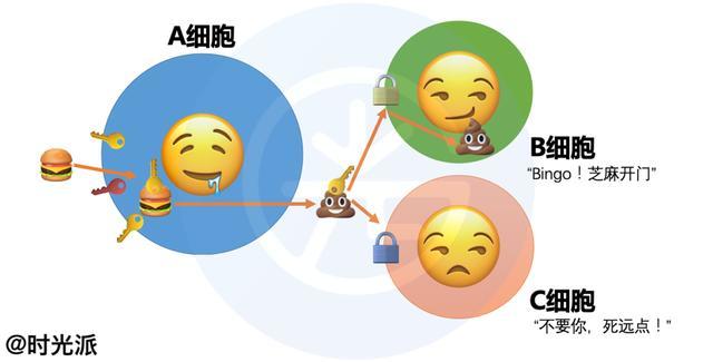 受体蛋白(receptor)识别[3],打开大门,外泌体得以进入指定细胞内,这个