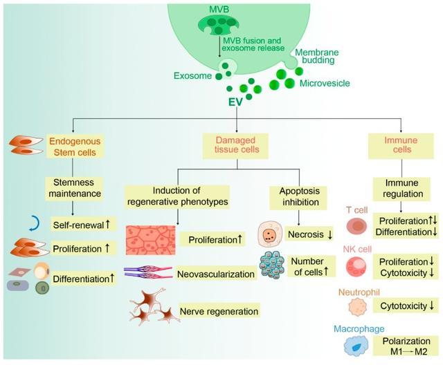 动物实验证实了,间充质干细胞外泌体(msc-exos)有抑制炎症反应,激活抗