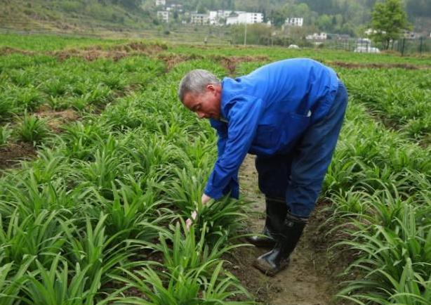 跟韭菜很像的野菜 春夏秋皆可食用 价值高 是蔬菜价格的4倍 腾讯新闻