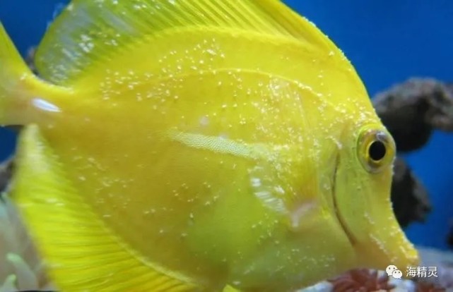 隔离检疫不知道怎么做 赶紧点开收藏吧 寄生虫 检疫 海水鱼