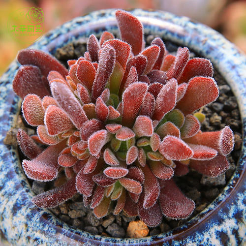 8种多肉 家里养一盆 满满幸福感 你家养了几种 腾讯网