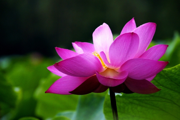 灵签占卜:4幅莲花图,哪幅最富贵?测测你能有钱又有名吗?