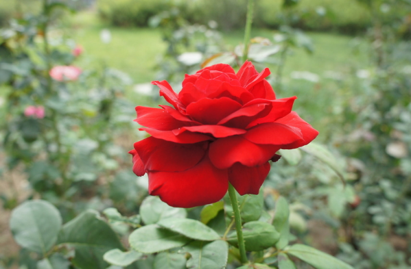 灵签占卜三朵大红花哪一朵最好看测出未来这辈子你大概会有几套房