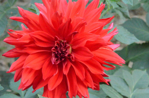 灵签占卜三朵大红花哪一朵最好看测出未来这辈子你大概会有几套房