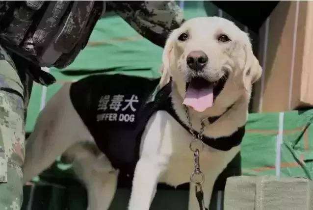 神州永安缉毒犬系列高清云端x光机