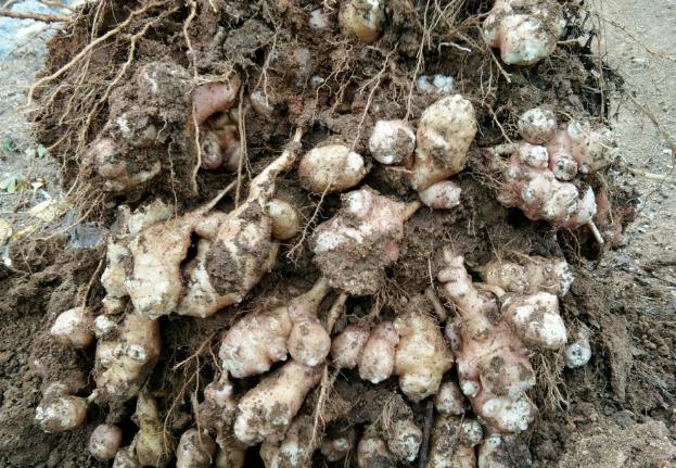 姜不辣叶片繁茂开花漂亮带香味发达的块状根可日常食用