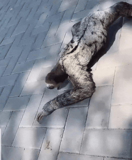 这就是树懒真实的样子吗太可怕了