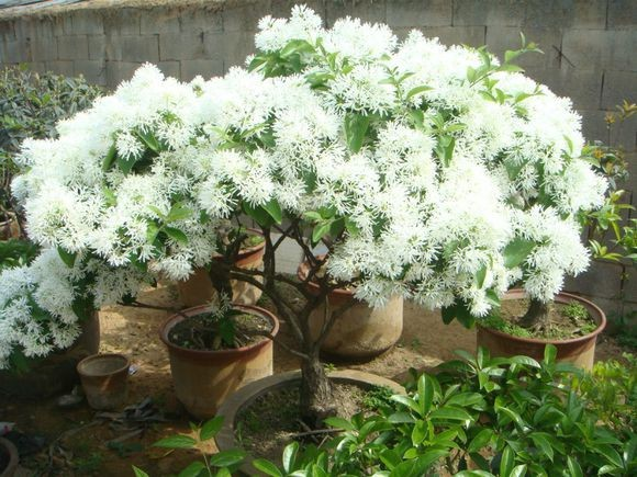 路边发现珍稀名贵树木 满树开白花 如霜似雪 盆栽 花盆 流苏树