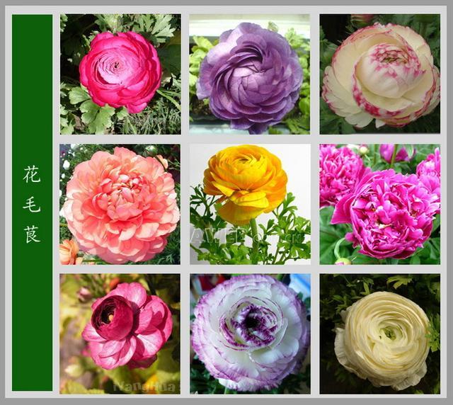 100种花名图册,收藏起来慢慢看,从此认花不求人!