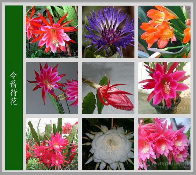 100种花名大全图片(100种花名大全图片及价格)