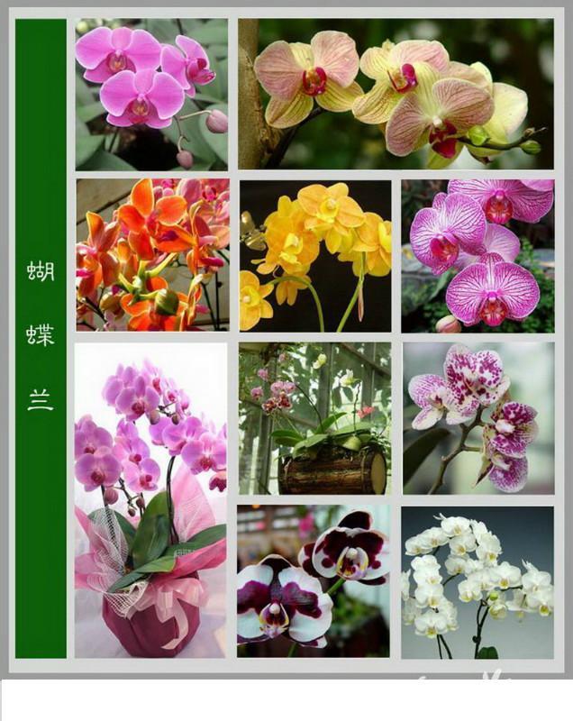 100种花名图册,收藏起来慢慢看,从此认花不求人!