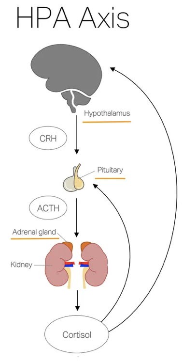 肾上腺轴图片