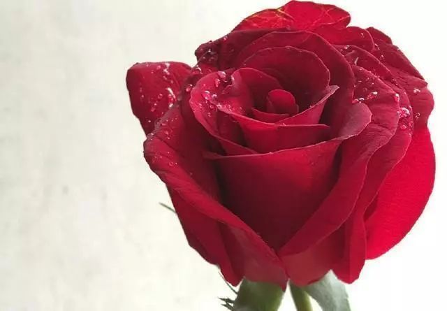 4,一朵玫瑰花代表什么?