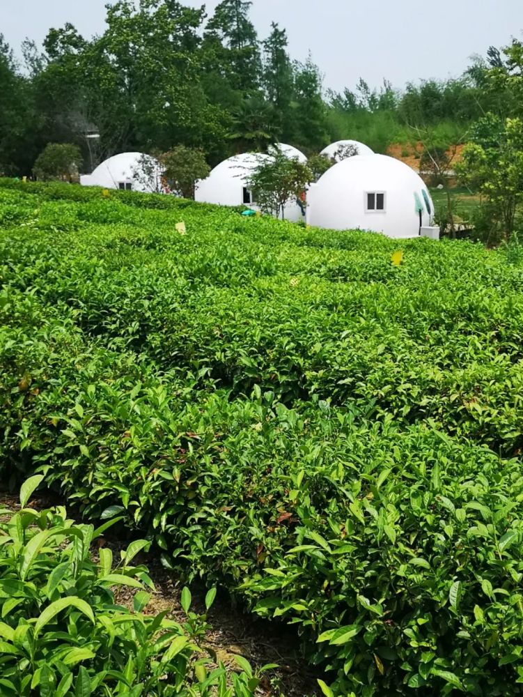 这是一条始于抹茶小镇的靓丽风景线