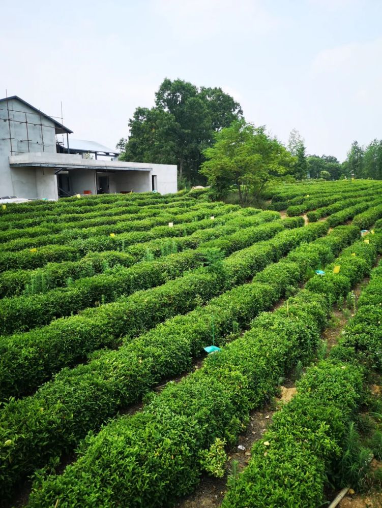 这是一条始于抹茶小镇的靓丽风景线