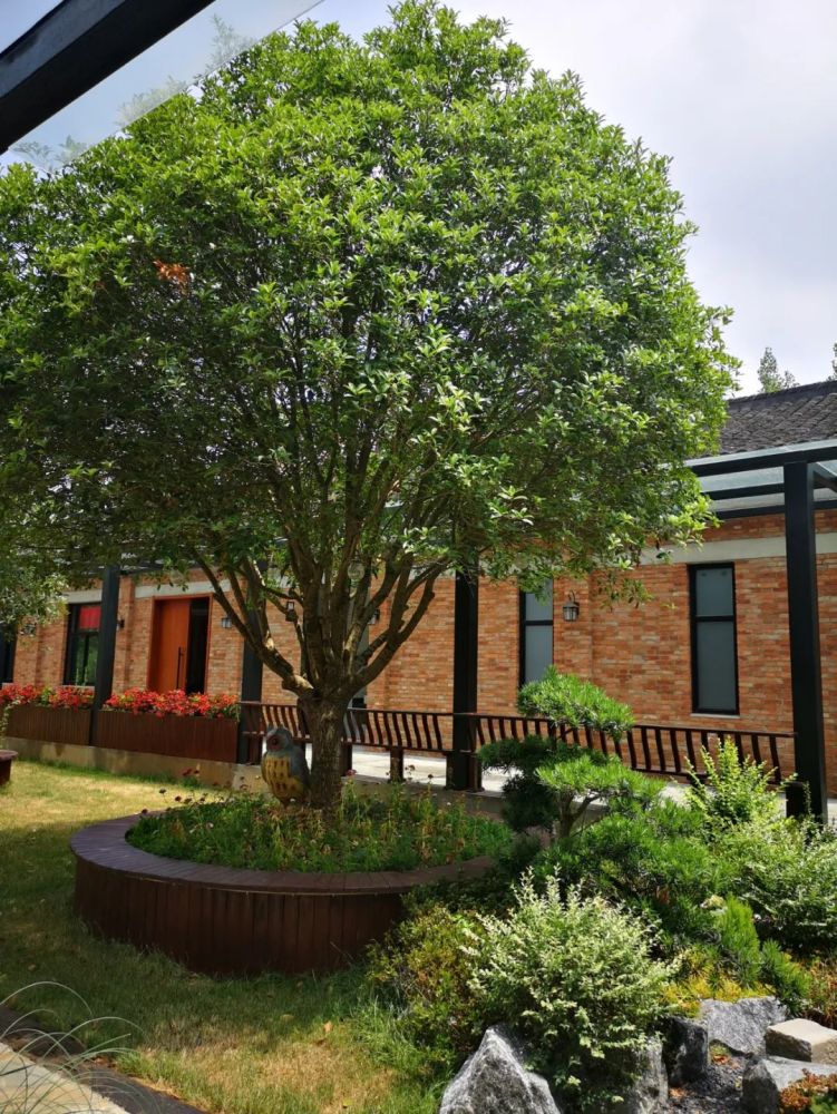 这是一条始于抹茶小镇的靓丽风景线