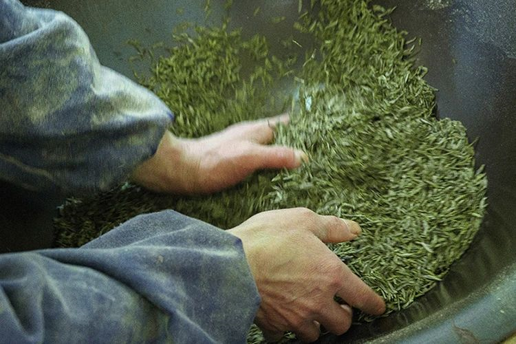 绿茶的炒青,晒青,蒸青,烘青,这四青,你真的都懂吗?_腾讯新闻