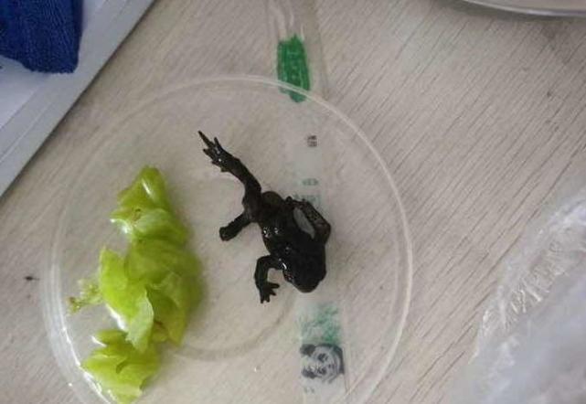 女子点外卖发现癞蛤蟆当地双方已协商解决暂未证实蟾蜍来源