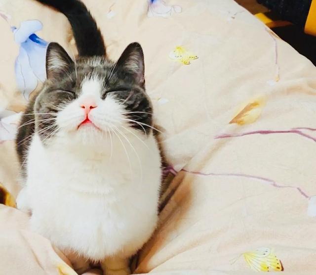 肖战|肖战生日海外粉丝暖心应援，晒新动态登上人气榜以及泰国热搜高位！