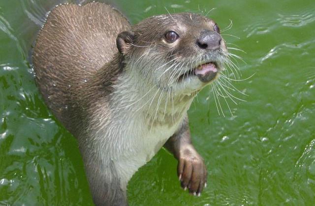 新冠病毒|全球第一起！专家发现新冠病毒动物传人传播链，表现为无症状感染