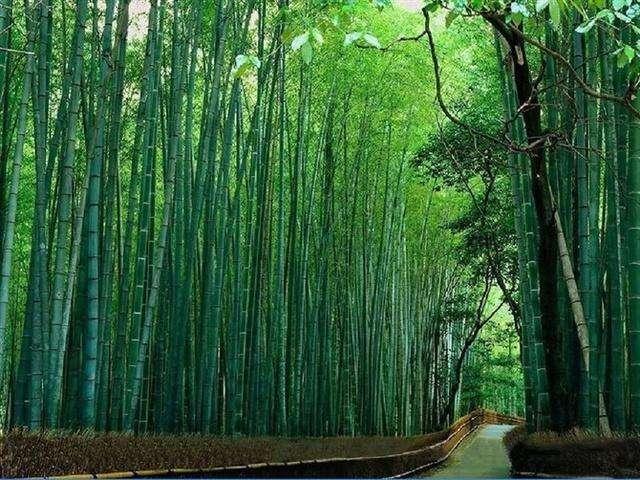 竹子|全球最大的竹子，砍一节就能当水桶，最大能当水缸，就在我国云南