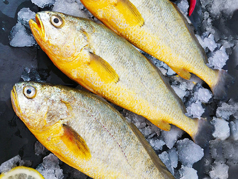 都叫黄花鱼,大黄花和小黄花有啥不同?老渔民:根本就不是一种鱼