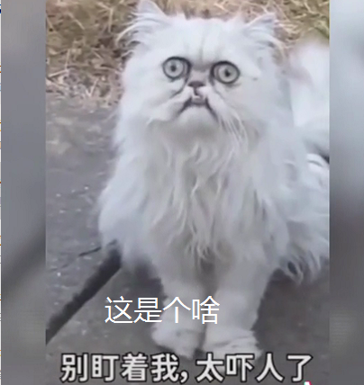 猫丑不怕巷子深:这是个啥?别盯着我太吓人了