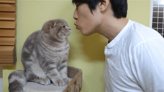 "jiojio抵挡,表情嫌弃,这大概算是猫咪最委屈的拒绝方式.