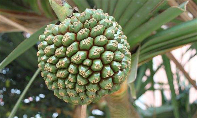 簕芦木 - 求真百科