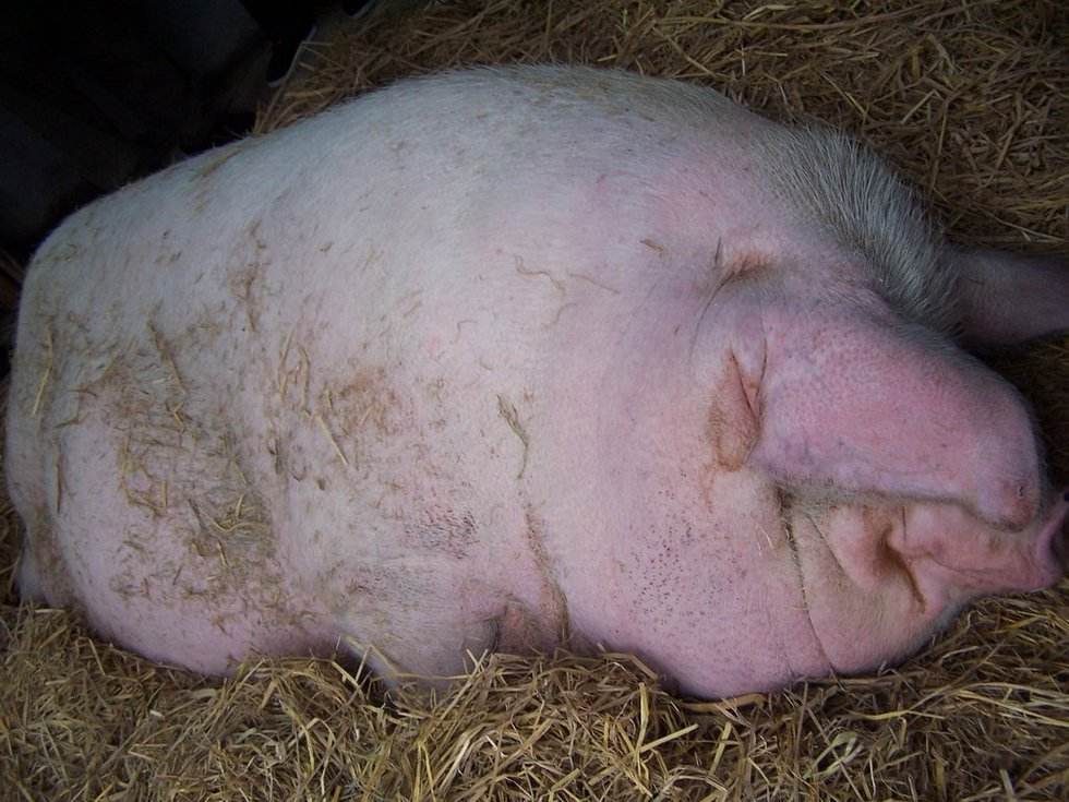 一头猪一辈子不杀能长到多大一起看看河南大爷养的猪王