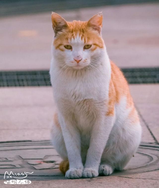 雪中送炭黑身白尾的猫被称为:墨里藏针(极为罕见)白身黄尾的猫被称为