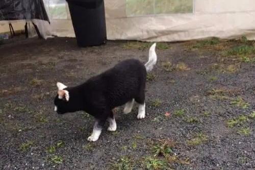 中华田园猫一点都不土,嫌弃它们的人,总喜欢强行赋予它们廉价感