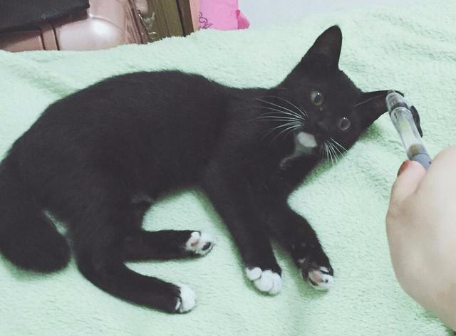 头顶有黑块的猫被称为: 黑背白肚子的猫被称为: 有两双白手套的黑猫