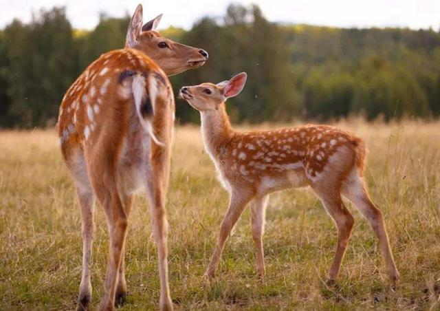 简而言之,就是让齐桓公花派人,花大价钱去楚国购买野鹿.