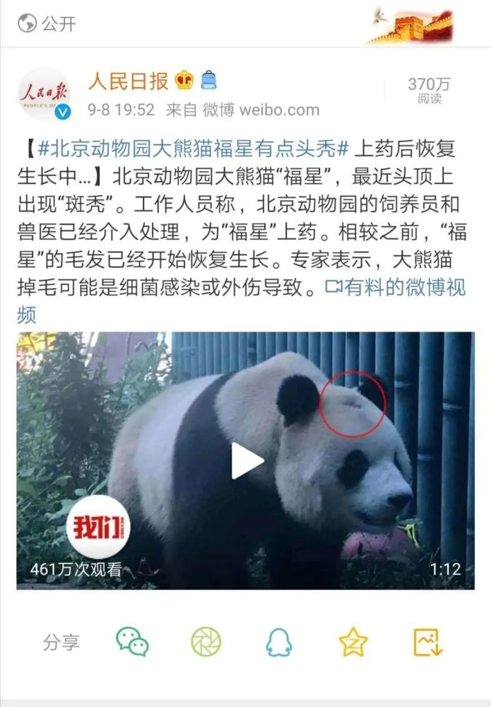 脱发|国宝也脱发？是不是担心起了你的发际线？
