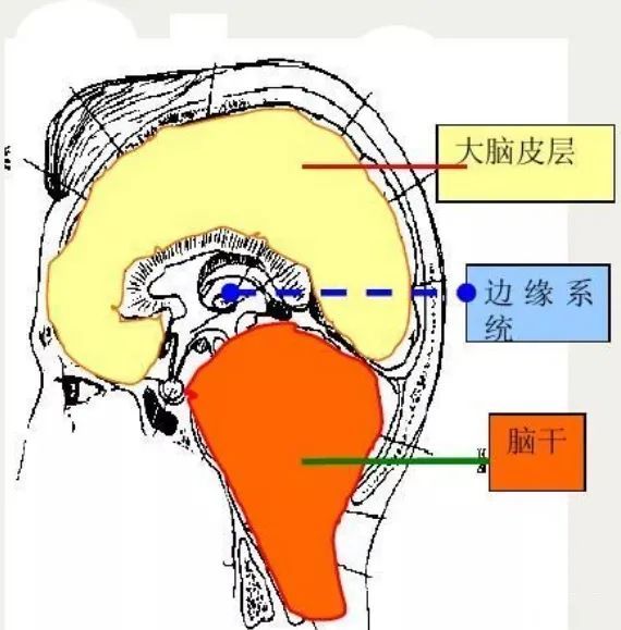 边缘系统的三大组成图片