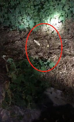 深夜床头蛇做客民警抓捕解民忧