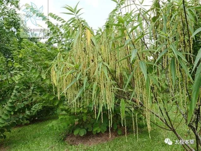 水禾麻,见过吗?能祛风除湿,接骨,解表寒