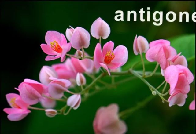 超全汇总 鲜花种类的英语名称及配图 英语学习必看 建议收藏 水仙花 唐菖蒲 Blossom 英语