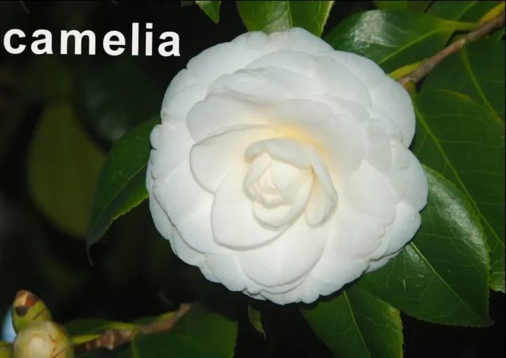 camelia 山茶花英[05bu09ɡ05n04v01li05]美[05bu09