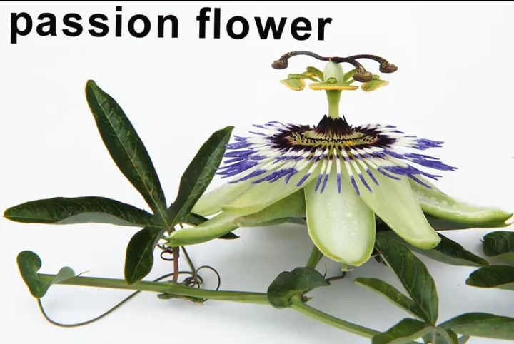 passion flower 西番蓮