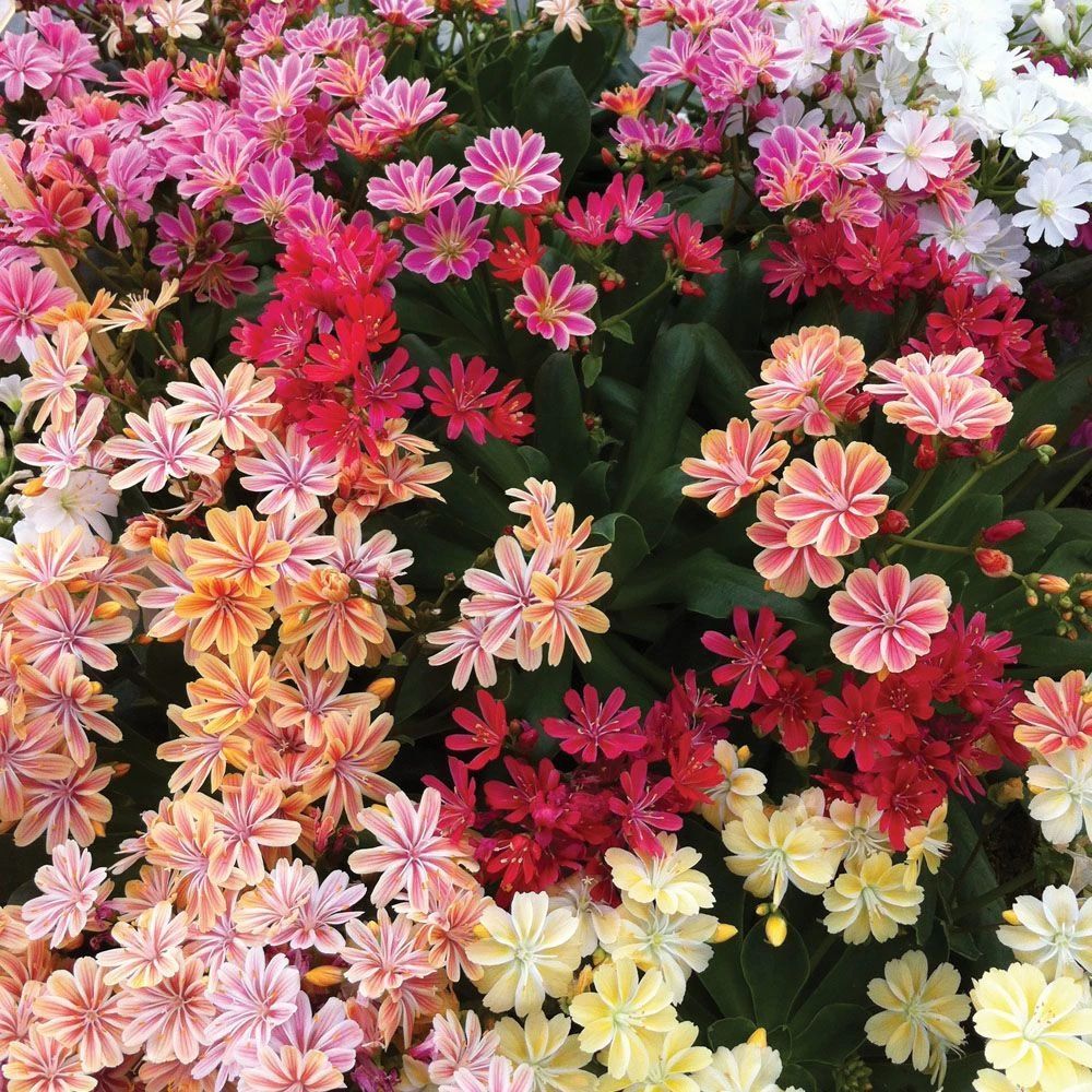 一到夏天就容易死的露薇花 架不住它的颜值太高 我又想买几盆了 腾讯新闻